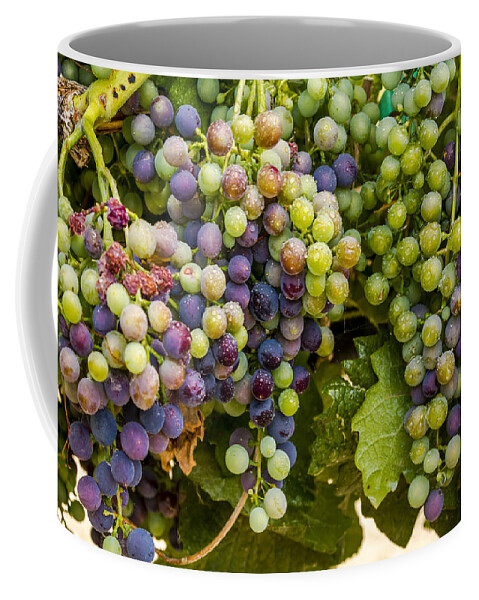 Colorado Vineyard Coffee Mug featuring the photograph Wine Grapes on the Vine by Teri Virbickis