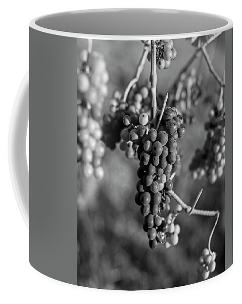 Grape Coffee Mug featuring the photograph Wine in process Vineyard Grapevine in Sebastopol CA Purple and Green Grapes Black and White by Toby McGuire