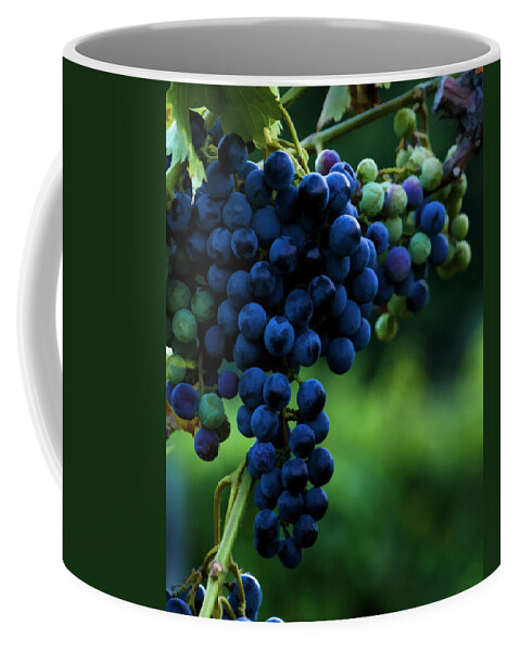  Grapes Coffee Mug featuring the photograph Wine On A Vine by Ann Bridges
