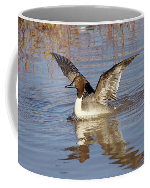 Northern Pintail Coffee Mug featuring the photograph Winged Beauty by Leda Robertson