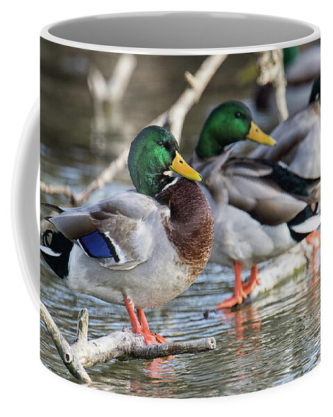 Duck Coffee Mug featuring the photograph Winking, Blinking, and Nod by Craig Leaper