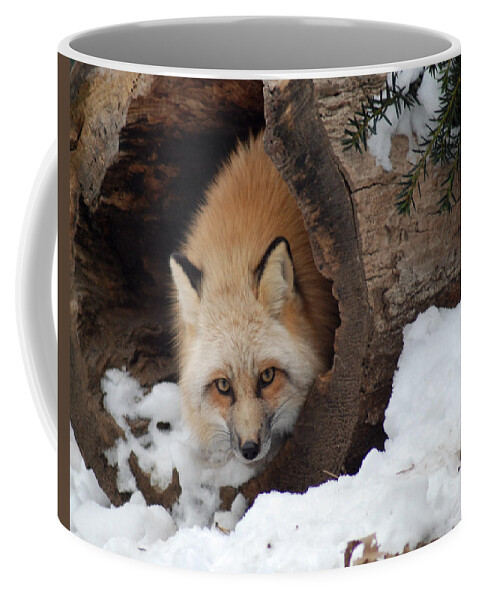 Fox Coffee Mug featuring the photograph Winter fox by Richard Bryce and Family