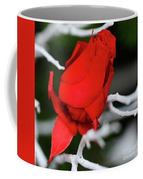 Flowers Coffee Mug featuring the photograph Winter Rose by Cindy Manero