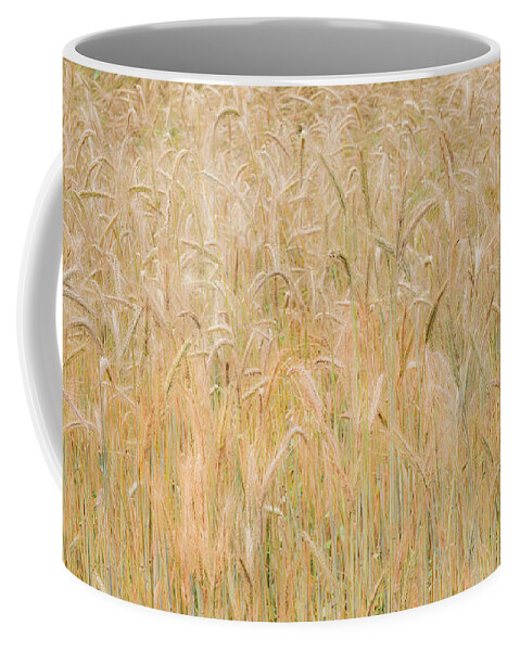Hayfield Coffee Mug featuring the photograph Winter Rye Grass by Alan L Graham