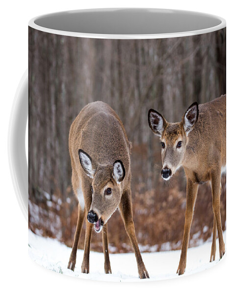 Two Is Better Than One When Searching Coffee Mug featuring the photograph Winter White Tail Deer by Karol Livote