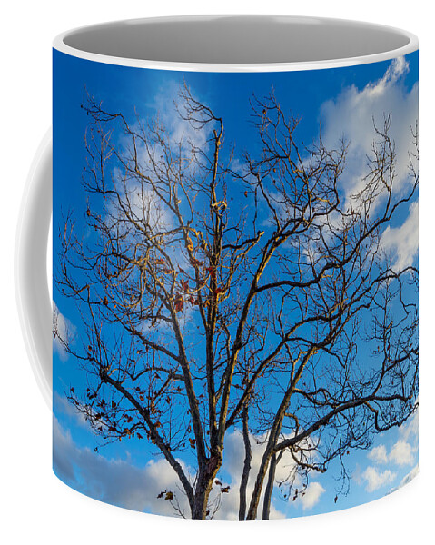 Tree Coffee Mug featuring the photograph Winter's Tree by Derek Dean