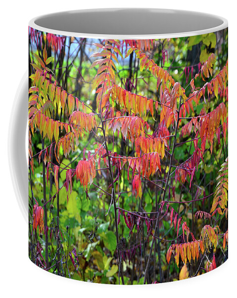 Wisconsin Coffee Mug featuring the photograph Wisconsin Fall Colors along I-39 by Ray Mathis