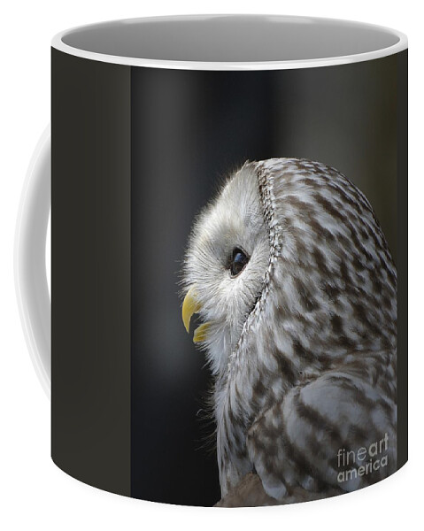 Owl Coffee Mug featuring the photograph Wise Old Owl by Kathy Baccari