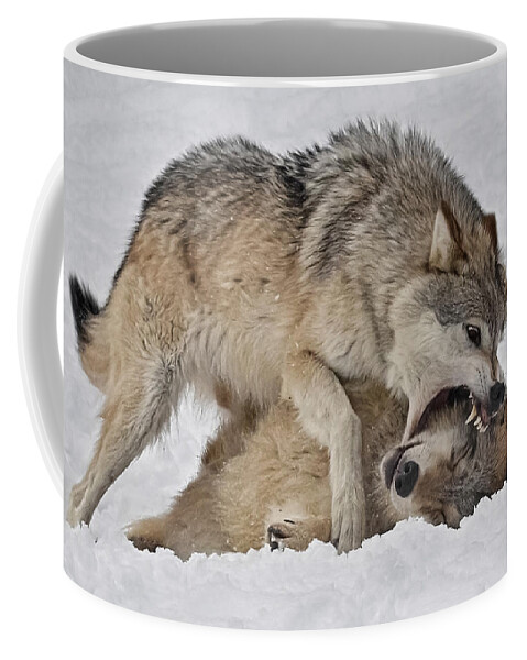 Wolf Disciplined Coffee Mug featuring the photograph Wolf Disciplined by Wes and Dotty Weber