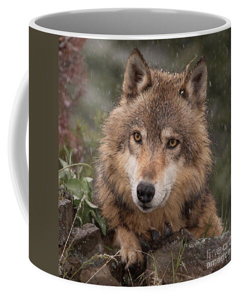 Wolf Coffee Mug featuring the photograph Wolf Face by Jerry Fornarotto