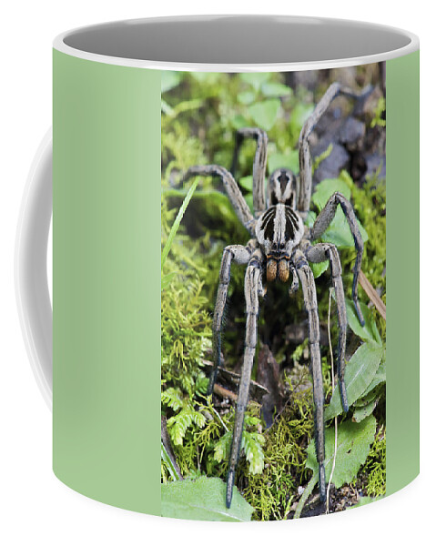 Fn Coffee Mug featuring the photograph Wolf Spider Hogna Sp Male, Mindo by James Christensen