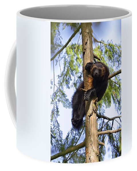 Mp Coffee Mug featuring the photograph Wolverine Gulo Gulo Resting In Tree by Konrad Wothe