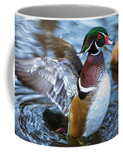 Wildlife Coffee Mug featuring the photograph Wood Duck Flap by Bill and Linda Tiepelman