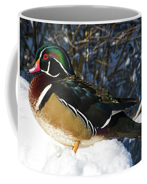 Wood Duck Coffee Mug featuring the photograph Wood Duck in the snow by Rob Mclean