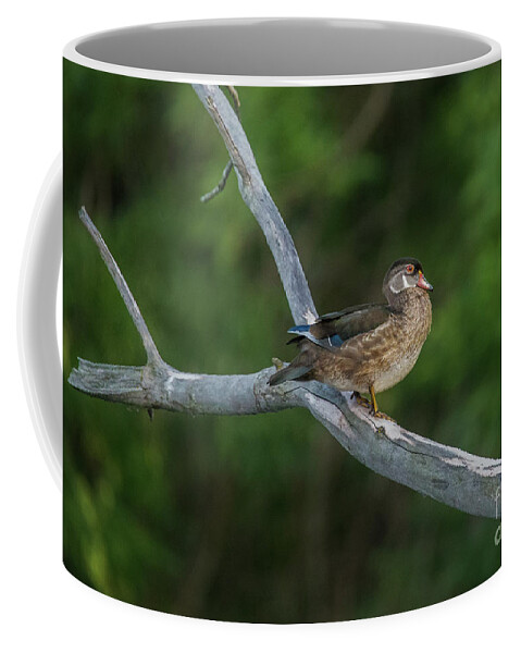 Wood Duck Coffee Mug featuring the photograph Wood Duck Perched in Old Tree by Nikki Vig