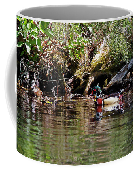 Wood Ducks Coffee Mug featuring the photograph Wood Ducks Swimming by Sally Weigand