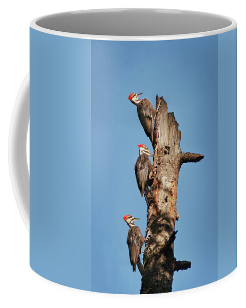 Bird Coffee Mug featuring the photograph Woodpecker Trio by John Christopher