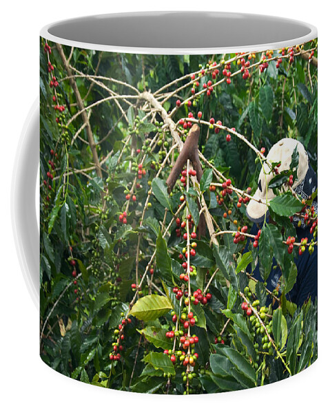 Coffee Coffee Mug featuring the photograph Worker Harvesting Kona Coffee by Inga Spence