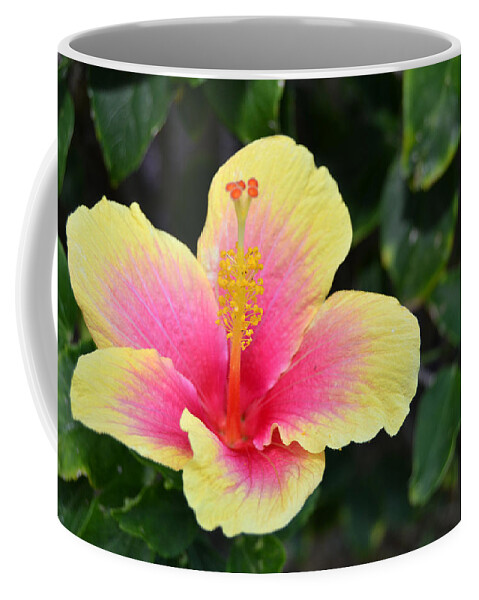 Flower Coffee Mug featuring the photograph Yellow and Pink Hibiscus 1 by Amy Fose