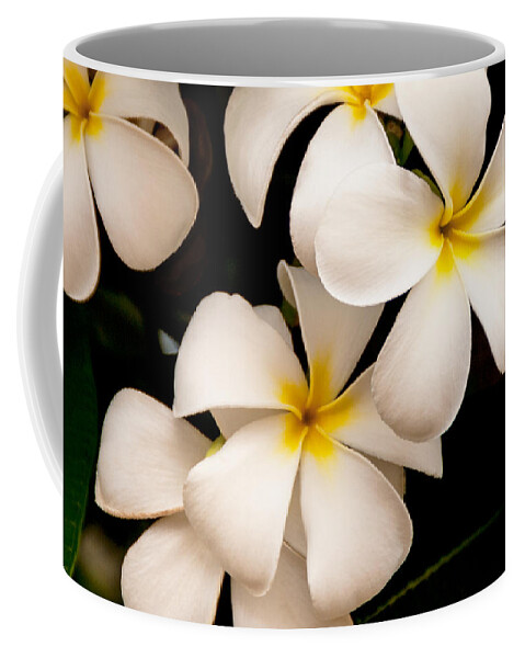 Yellow And White Plumeria Flower Frangipani Coffee Mug featuring the photograph Yellow and White Plumeria by Brian Harig