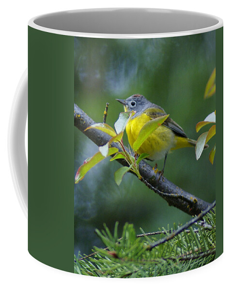 Birds Coffee Mug featuring the photograph Nashville Warbler by Ben Upham III