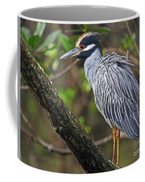 Heron Coffee Mug featuring the photograph Yellow Crowned Night Heron by Larry Nieland