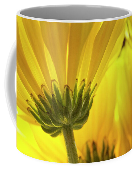 Yellow Coffee Mug featuring the photograph Yellow daisies by Karen Smale