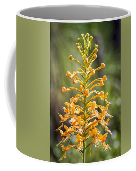 Wild Coffee Mug featuring the photograph Yellow Fringed Orchid by Bob Decker