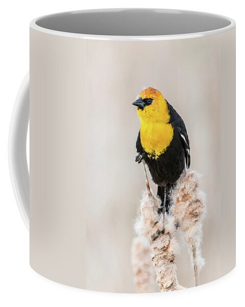 Bird Coffee Mug featuring the photograph Yellow Headed Blackbird #4 by Patti Deters