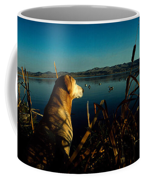 Photography Coffee Mug featuring the photograph Yellow Labrador Retriever by Panoramic Images