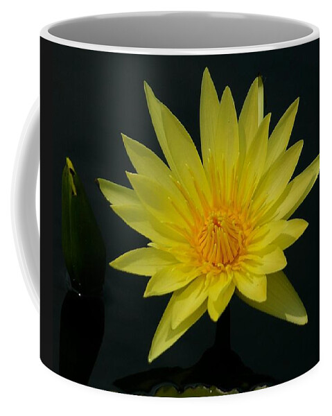 Yellow Coffee Mug featuring the photograph Yellow Lotus Waterlily by Jackie Irwin