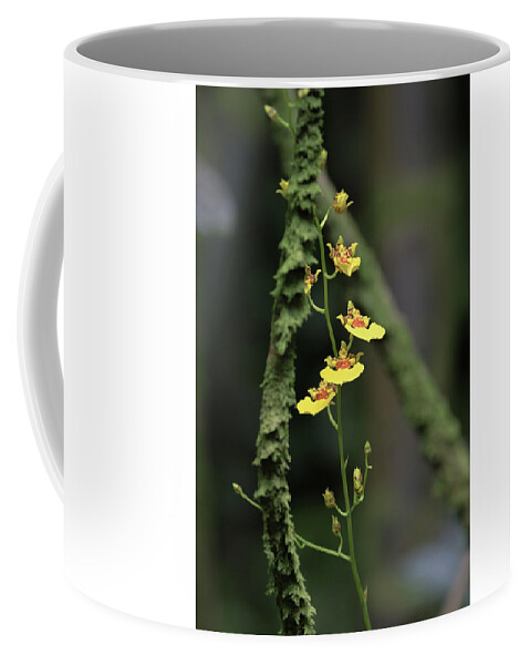 Orchid Coffee Mug featuring the photograph Yellow Oncidium Orchids by Susan Rissi Tregoning