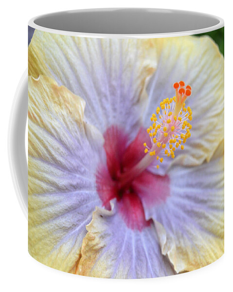 Flower Coffee Mug featuring the photograph Yellow Purple Hibiscus 1 by Amy Fose