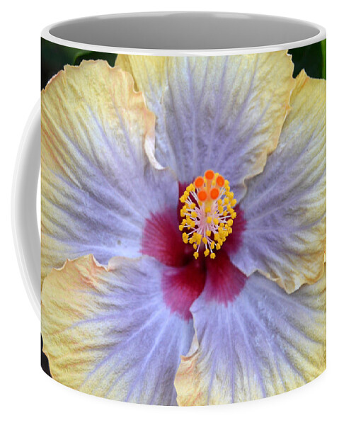 Flower Coffee Mug featuring the photograph Yellow Purple Hibiscus 2 by Amy Fose