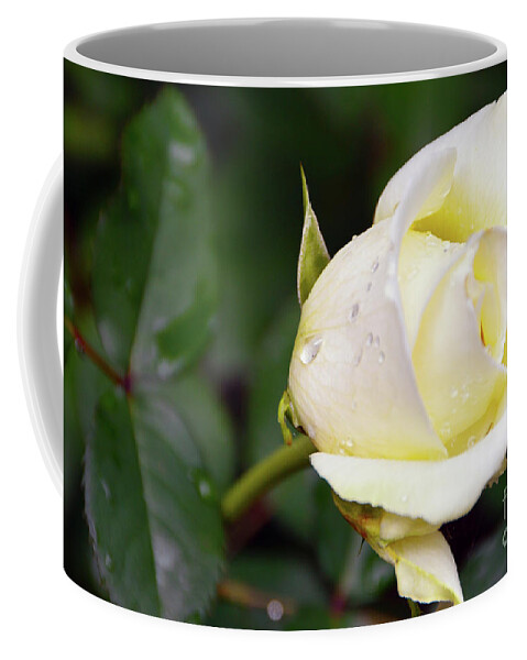 Yellow Coffee Mug featuring the photograph Yellow Rose 2 by Brian O'Kelly