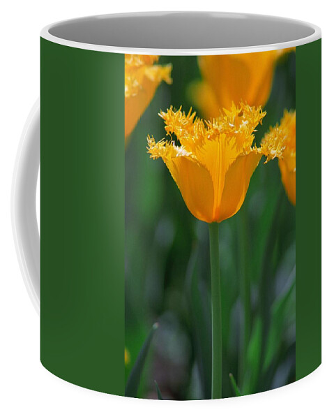 Tulip Coffee Mug featuring the photograph Yellow Tulip by Rick Rauzi