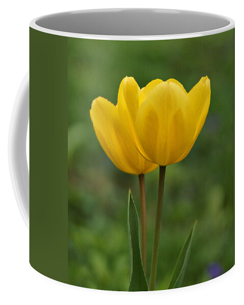 Yellow Tulip Coffee Mug featuring the photograph Two Yellow Tulips by Sandy Keeton