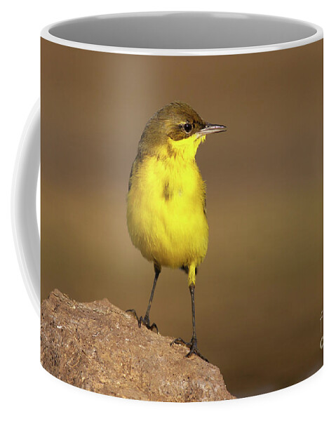 https://render.fineartamerica.com/images/rendered/default/frontright/mug/images/artworkimages/medium/1/yellow-wagtail-alon-meir.jpg?&targetx=150&targety=0&imagewidth=499&imageheight=333&modelwidth=800&modelheight=333&backgroundcolor=7B633A&orientation=0&producttype=coffeemug-11