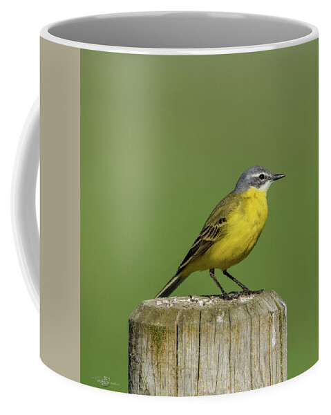 Yellow Wagtail Coffee Mug featuring the photograph Yellow Wagtail perching on the roundpole a close-up by Torbjorn Swenelius