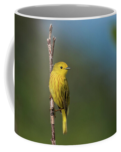 Canada Coffee Mug featuring the photograph Yellow Warbler by Tracy Munson