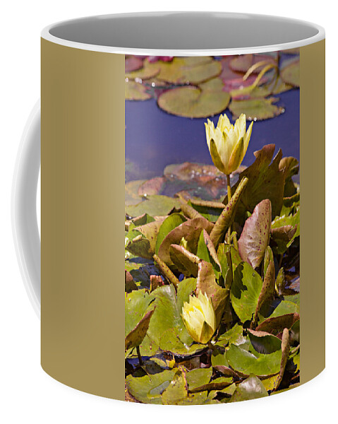 Water Coffee Mug featuring the photograph Yellow Water Hyacinth by Peter J Sucy
