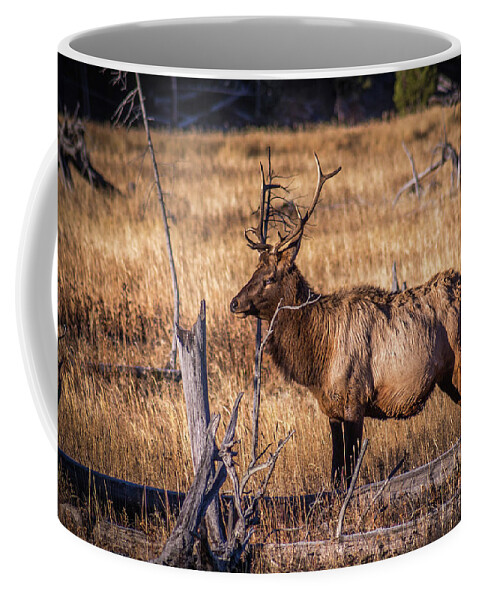 Elk Coffee Mug featuring the photograph Yellowstone Bull Elk by Jen Manganello