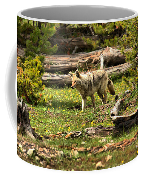 Coyote Coffee Mug featuring the photograph Yellowstone Coyote Wandering Along by Adam Jewell