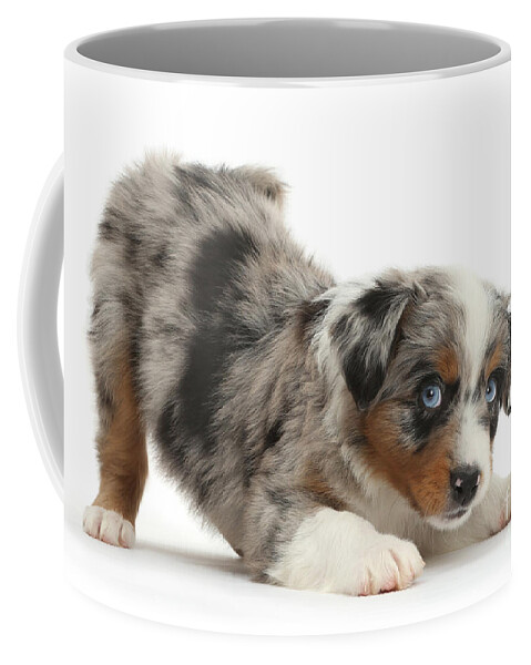 American Shepherd Coffee Mug featuring the photograph Yoga Downward Dog by Warren Photographic