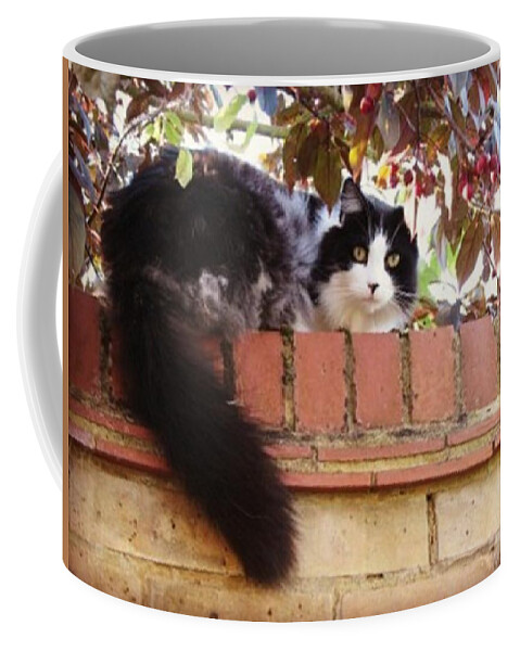 Cat Coffee Mug featuring the photograph Watching You #1 by Rowena Tutty
