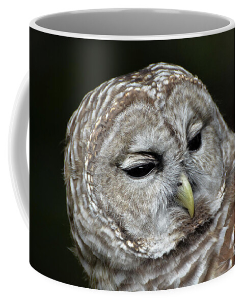 Barred Owl Owl Coffee Mug featuring the photograph You Mean Whom? by Amy Porter