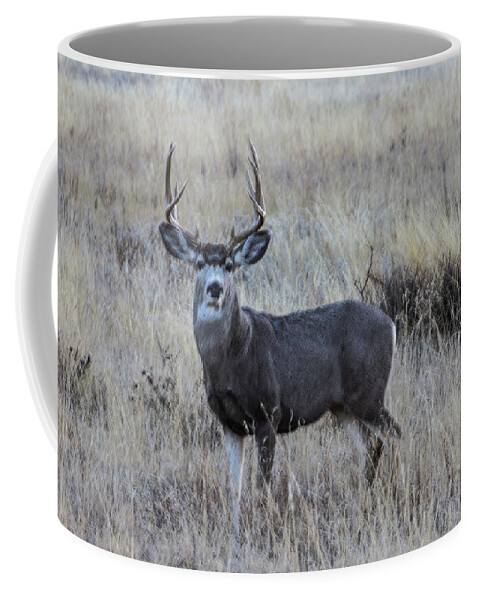 Buck Coffee Mug featuring the photograph Young 10 Point Desert Mule Deer Buck by Renny Spencer