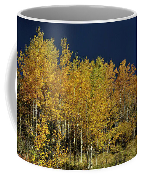 Landscape Coffee Mug featuring the photograph Young Aspen Family by Ron Cline