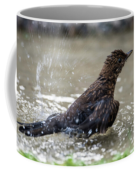 Young Blackbird's Bath Coffee Mug featuring the photograph Young Blackbird's bath by Torbjorn Swenelius
