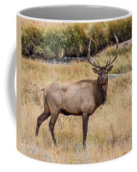 Cervus Canadensis Coffee Mug featuring the photograph Young Bull Elk by Dawn Key